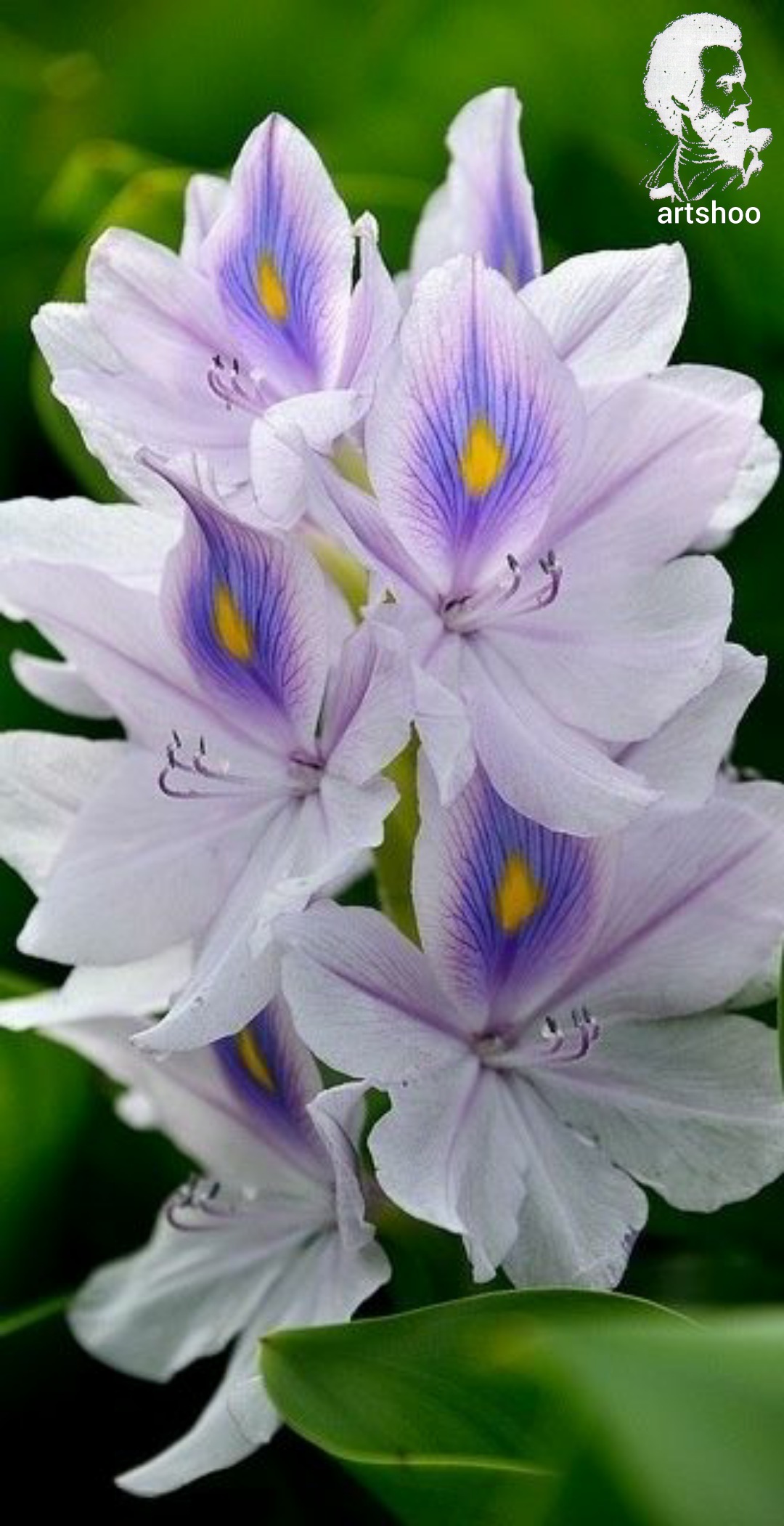 گل اورژینال رنگ روغن